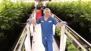 Video thumbnail of "Take a tour inside a licensed cannabis production facility"