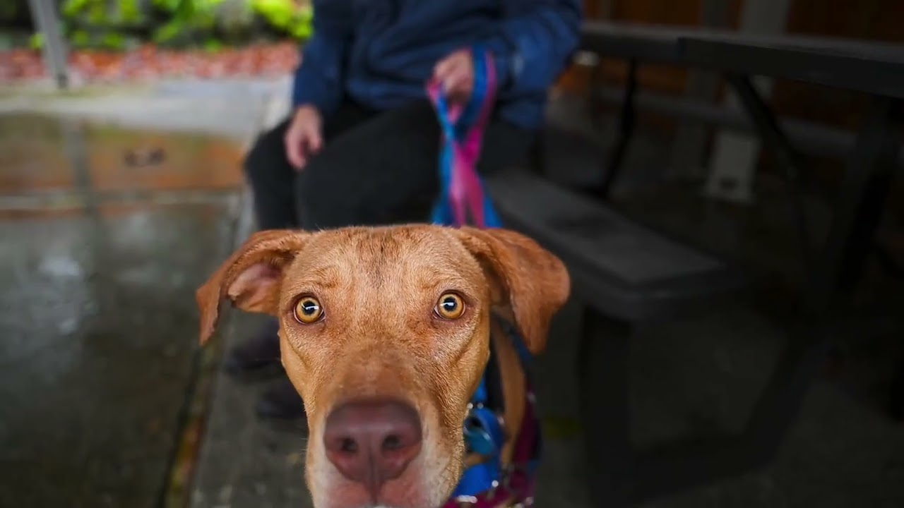 Meet Darcy a Mixed Breed, Medium (up to 44 lbs fully grown) currently available for adoption! 12/12/