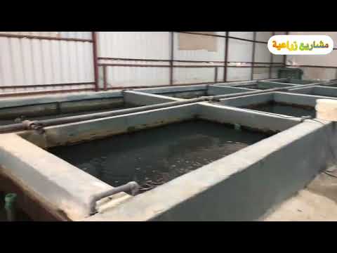 مفرخ اسماك حضانات اسماك سبريم بلطي نيلي بلطي احمر سيباس الكويت الوفرة