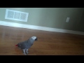 Walking looking for trouble African Grey