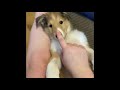 Rough Collie puppy Snuggles lassie breed の動画、YouTube動画。