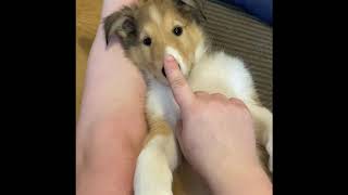 Rough Collie puppy Snuggles lassie breed