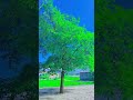 sad status | nature lover | #trendingshorts |#naturelovers