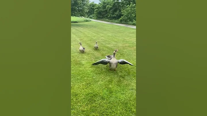 Toulouse goose flight training - DayDayNews