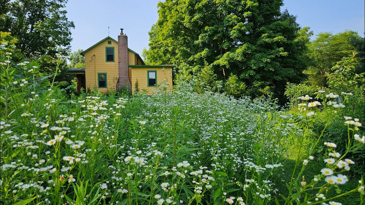 Fields of Fleabane