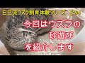 癒しのウズラの砂遊び 実はとても大事です 自己流ウズラ飼育体験シリーズ　　その4
