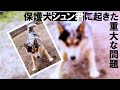 シュン君🐶重大な問題発生 後半 犬の問題行動改善するコツ4項!!️