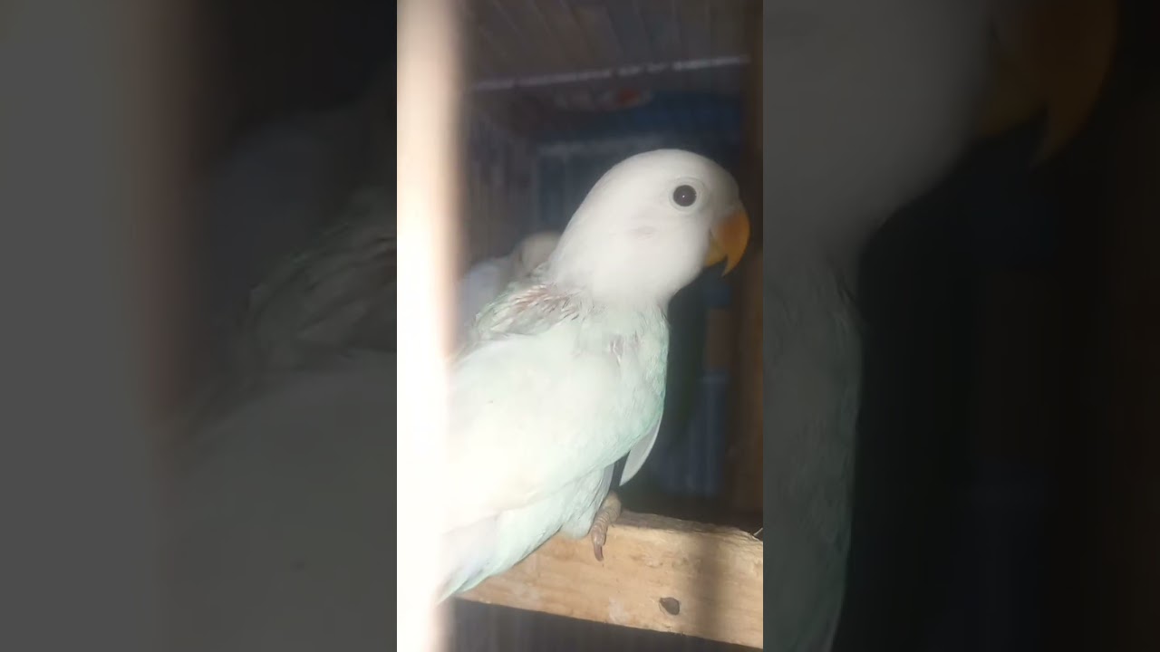 AMAZING Albino Red Eye LIVE Birds    #bird care #pet birds