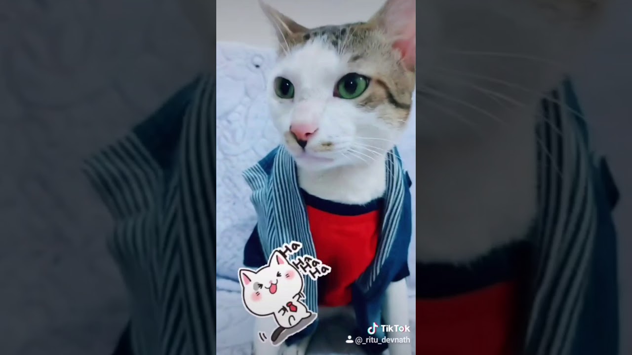 best cat comedy video YouTube