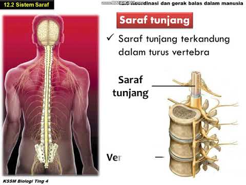 Video: Kesan Akupunktur Pada Paksi Hypothalamus-pituitari-adrenal Dalam Pesakit Insomnia Kronik: Protokol Kajian Untuk Percubaan Terkawal Rawak