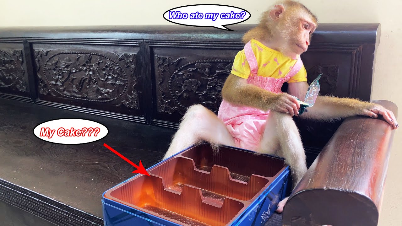 Monkey Lyly was disappointed because she didn't know who had secretly eaten her cookies.
