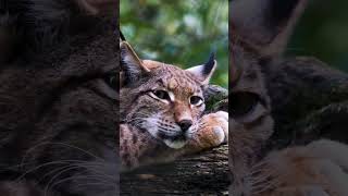 Very Dangerous Lynx Vs Cute Cat 2023