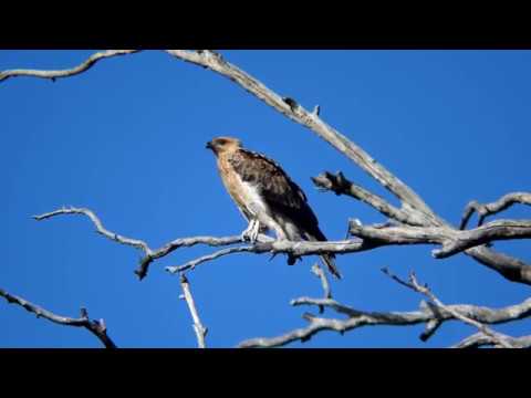 Whistling Kite Calling