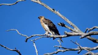 Whistling Kite Calling