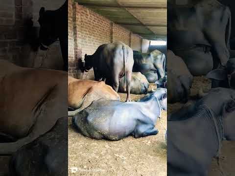 Murrah Buffalo Murrah Buffalo New Video 2024 Murrah Bhains Video Yadav Dairy Farm 