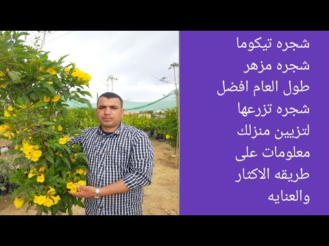 طريقه الاكثار والعنايه به شجره التيكوما الصفراء