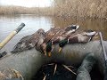 Супер трофейные перелетные утки 15.11.2017 Охота на утку duck hunting