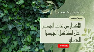 الاكثار من نبات الهيدرا اللبلاب الانجليزي حل لمشاكل الهيدرا المتسلق