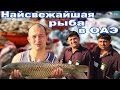 Узнай где купить наисвежайшие морепродукты в ОАЭ.