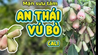 AN THAI CALI COW BREAST - SALE of collected plums 😍