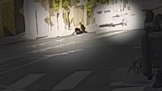 Video shows seconds leading up to deadly CA crash of theft suspect, a former Trader Joe's employee