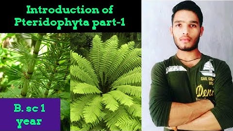 Introduction of Pteridophyta || General Characteristics of Pteridophyta || BSc || MSc