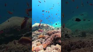 Those Colours 😍 #bali #underwater #scubadiving #aquarium #shorts