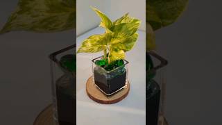 Green Is My Neutral 🌿💚  #shorts #ytshorts #indoorplants #moneyplant #plantdecor #homegardening #fyp