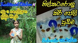නිල්කටරොලු පුඩිම Butterfly pea flower milk pudding Traditional Kitchen Village Cooking Sri Lanka