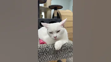 Cat Toe Beans Toebeans Cattok Catsoftiktok 