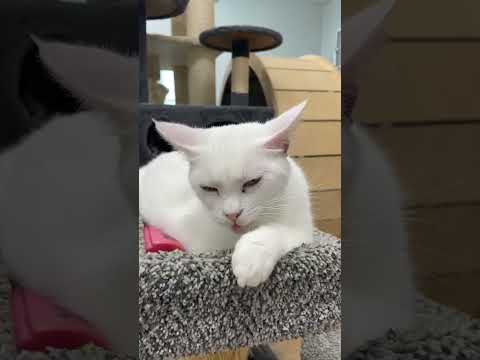 Cat Toe Beans Toebeans Cattok Catsoftiktok 