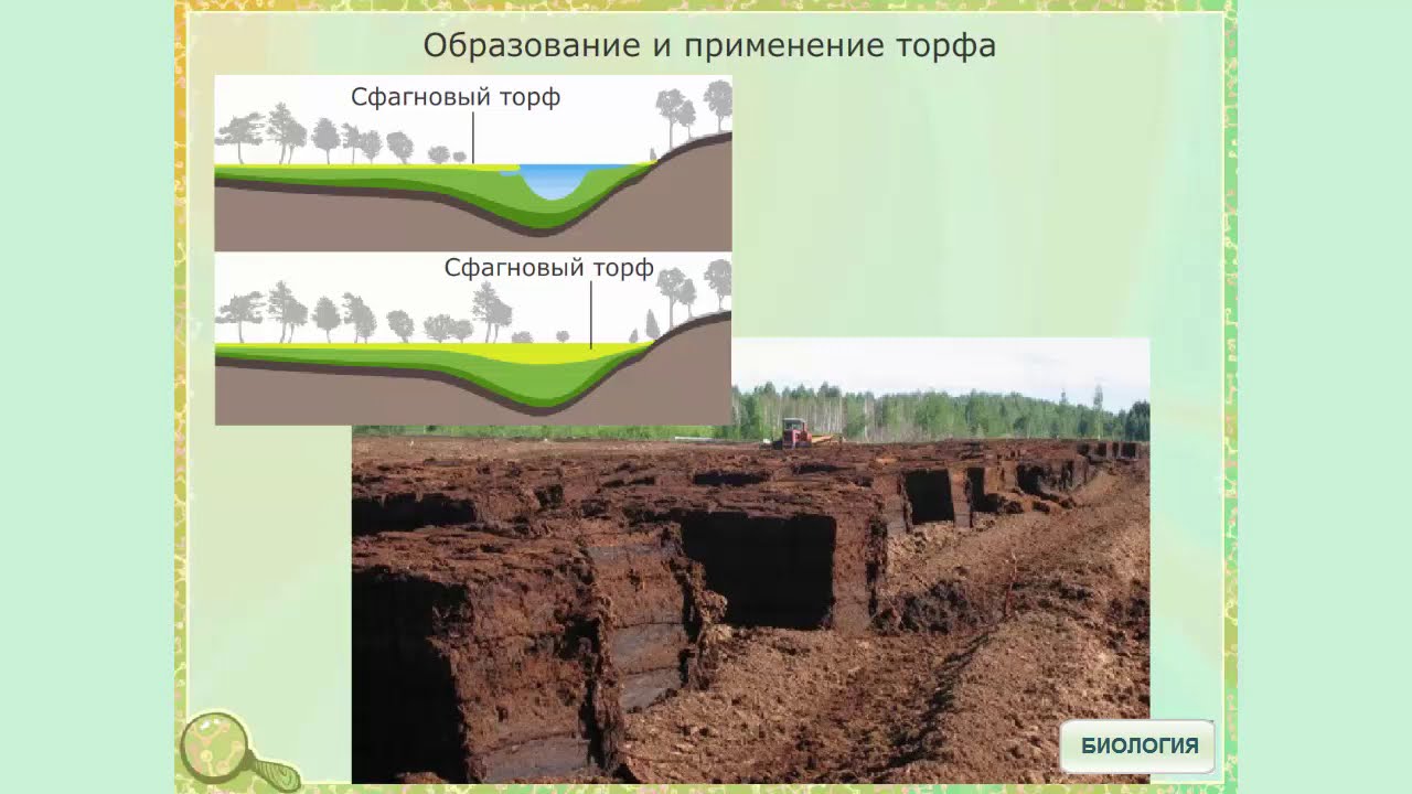 Торф происхождение породы. Торф. Образование торфа. Образование торфа на болотах. Торф образуется.