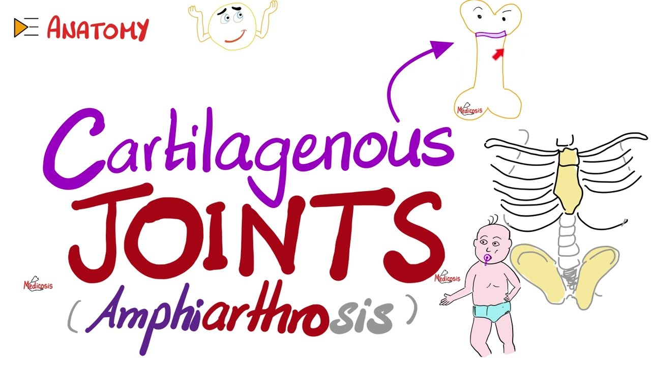 Хрящевые суставы (амфиартроз) — анатомия