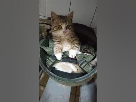 бойовий кіт#зсу💙#жовто-блакитне серце💛#fighting cat🐱#walczący kot# ...