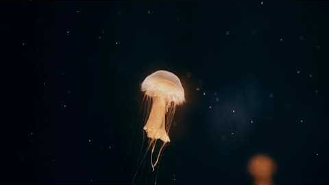 This Illusion - Global Atrophy (Official Video)