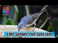 Masteran Sanger Gacor Suara Ngristal Full isian(.mp3 .mp4) Mp3 - Mp4 Download