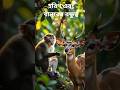হরিণ এবং বানরের বন্ধুত্ব 🦌🐒 #cartoon #youtube #হরিণ #বানর #animation #cartoon