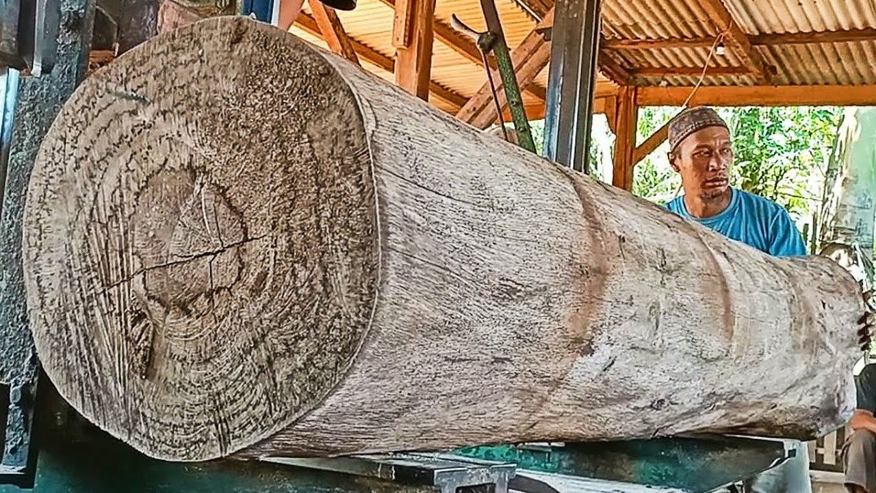 sawing dry ancient logs full of fine fibers in a sawmill