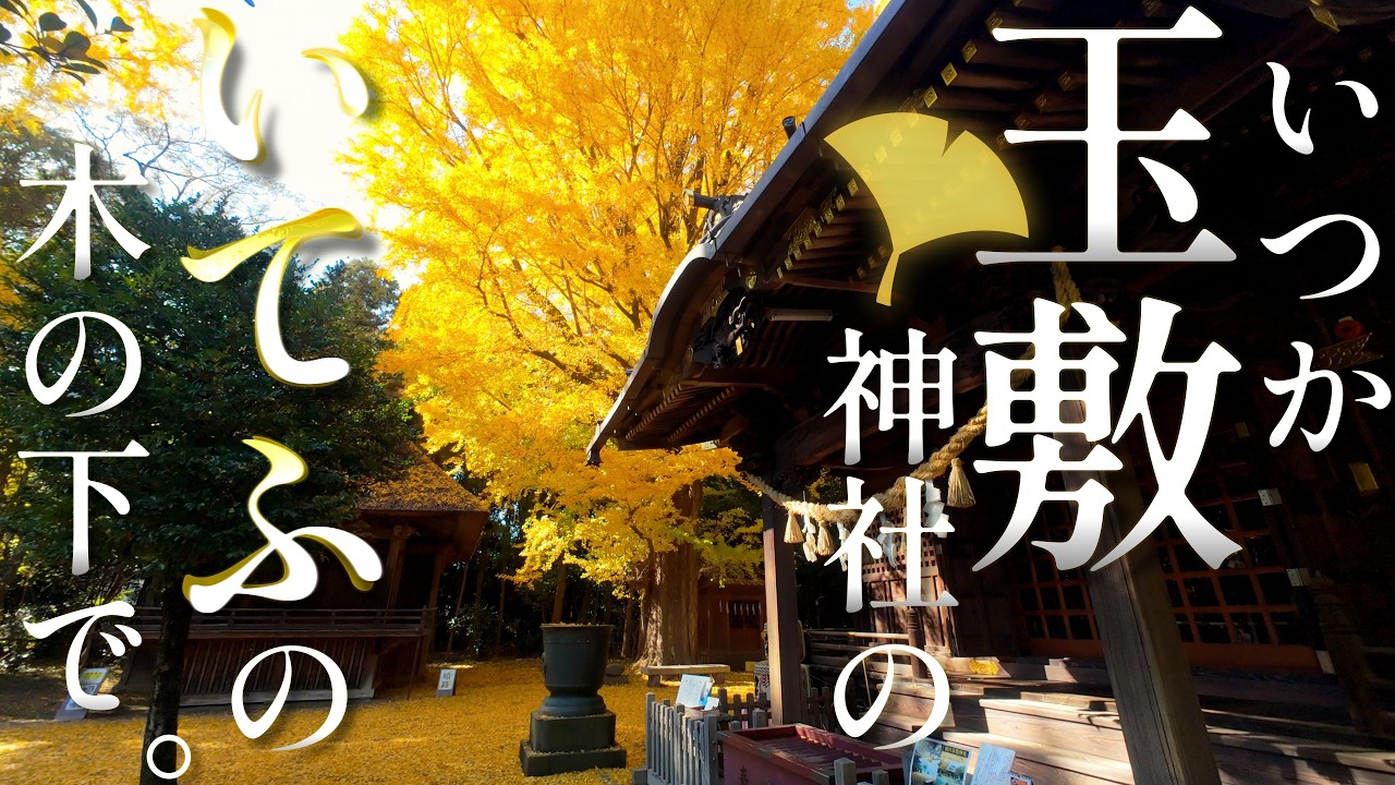 【いてふ】与謝野晶子の短歌を引用したイメージソング🎵「いてふ」初公開✨久伊豆神社の総本社”玉敷神社”(たましき)JP646＠埼玉県加須市[2025.11.19撮影]歌詞字幕オン🎵