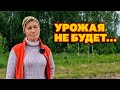 ШОК!!! ВСЕ ПОГИБЛО НА ОГОРОДЕ ЧТО ПРОИЗОШЛО ? КТО ВИНОВАТ? ОГОРОД ИЮНЬ - ИЮЛЬ 2023@obovsemsmarusya