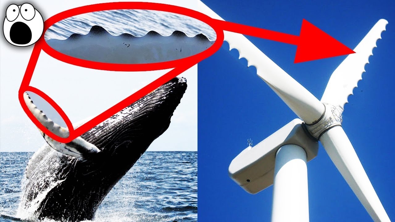 tecnologias-incr-veis-inspiradas-na-natureza-youtube