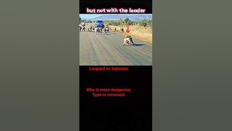 baboon vs leopard #trending #animals #wildlife #leopard #baboon #shortsvideo #youtube #shorts
