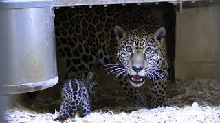 Jaguar Cub Vocalizing