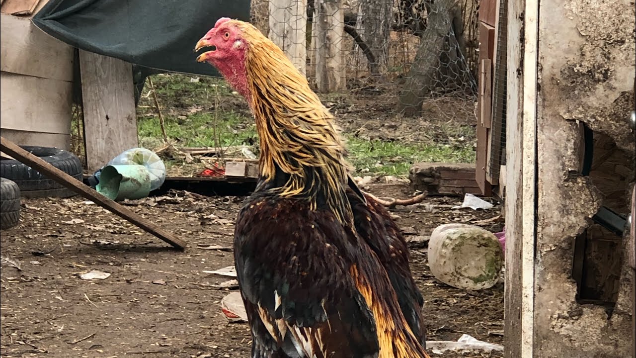 HİNT (31 Ocak 2026)