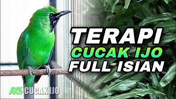 TERAPI CUCAK IJO GACOR FULL ISIAN COCOK BUAT DONGKRAK EMOSI IJO LAIN AGAR CEPAT NEMBAK AUTO JAMTROK