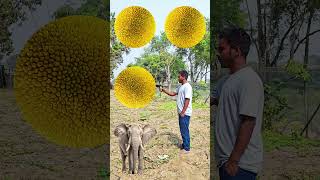 Rounding coconuts to Duck, Peacock, Pigeon & Parrot - Birds names magic video