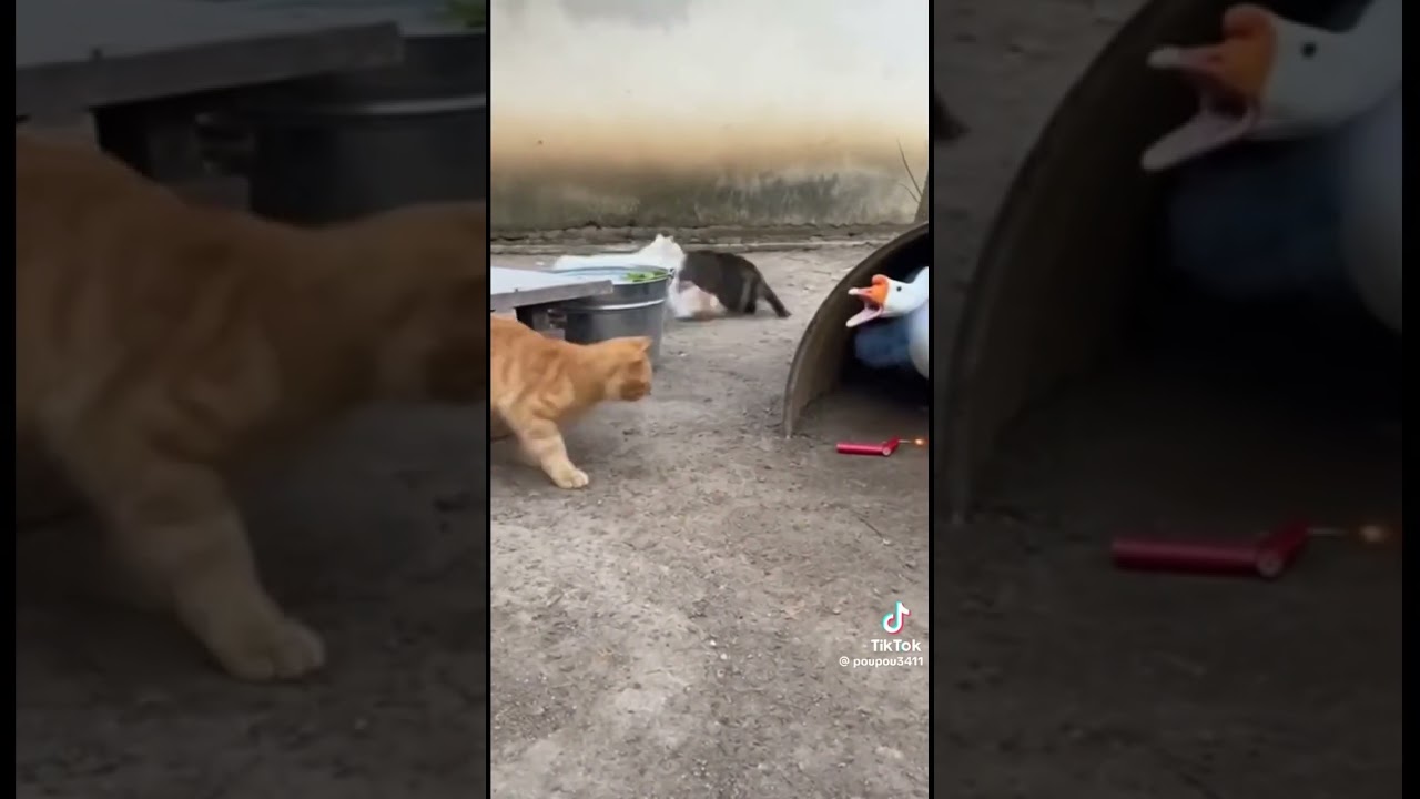 Cat prank duck