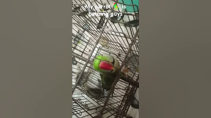 Video 11832671: bath, cat