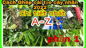 Cách Ghép Cải Tạo Cây Nhãn - Chi Tiết Nhất - Sống 100% - P1 || Vườn Cây Ăn Trái Vlog
