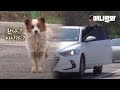 설레고 확인하고 실망하고.. 자신을 버린 주인을 위해 강아지가 매일 한 일ㅣDog Left On The Middle Of An Expressway, Eventually..